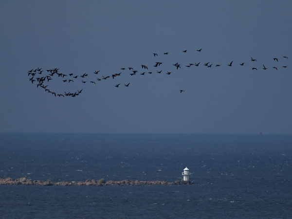 Sepelhanhi, Brent Goose, Branta bernicla